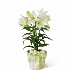 Lrios Brancos Plantados 