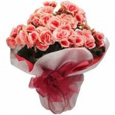 Begnia Rosa