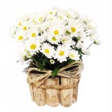 Margaridas Plantadas