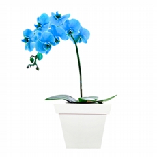 Orqudea Blue