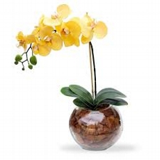 Orqudea Yellow