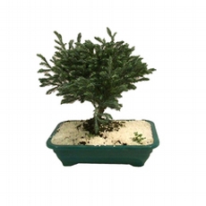 Bonsai Cedrinho