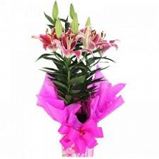 Lrios Pink Plantados