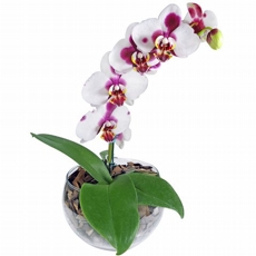Orqudea Mesclada