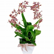 Orqudea Chocolate 2