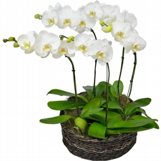 Encanto de phalaenopsis