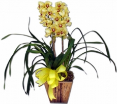 Orqudea Cymbidium