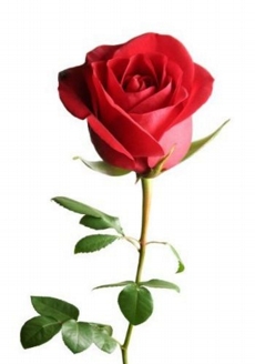 Rosa Solitria  colombiana