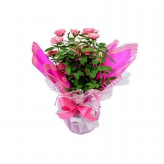 Roseira Rosa