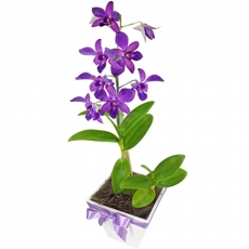 Orqudea Denphal