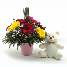 Arranjo de 10 Grberas coloridas Carinho para ela + urso