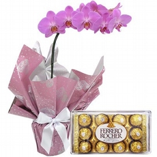 Orqudea Phalaenopsis Pink com Ferrero