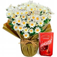 Margarida Plantada com Lindt