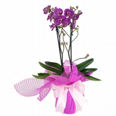 Mini Orqudea  Lancelott