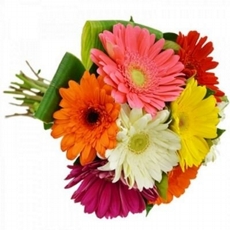 Buqu Simpatia de Gerberas Coloridas