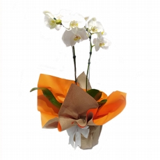 Orqudea Phalaenopsis Brancas Com Duas Hastes
