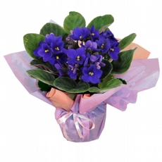 Vasinho de violeta