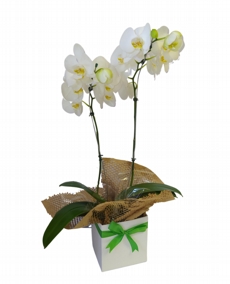 Orqudea Phalaenopsis Com Duas Hastes 2
