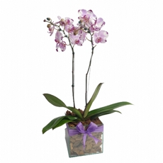 Orqudea Phalaenopsis Com Duas Haste Mesclada