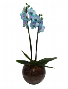 Orqudea Phalaenopsis Frozen