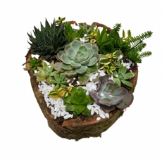 Arranjo de Suculentas no Tronco de �rvore 