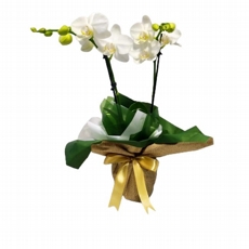 Mini Orqudea Branca 1