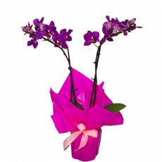 Mini Orqudea Lils Decorada