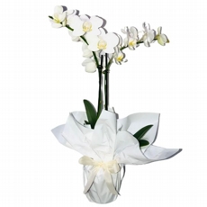 Mini Orqudea Branca Decorada 
