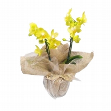 Mini Orqudea Amarela 
