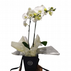 Orqudea Phalaenopsis Brancas Com Duas Hastes 