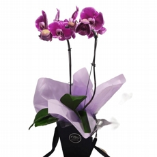 Orqudea Phalaenopsis  Pink