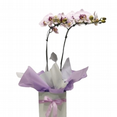 Orqudea mesclada II