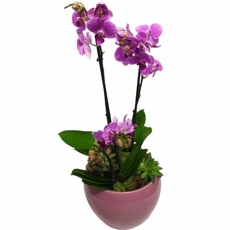 Orqudeas lils c/ suculentas