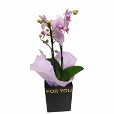 Mini Orqudea Mesclada na caixa 