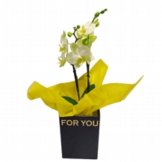 Mini Orqudea Amarela na caixa 