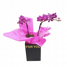 Mini Orqudea Lils na caixa 