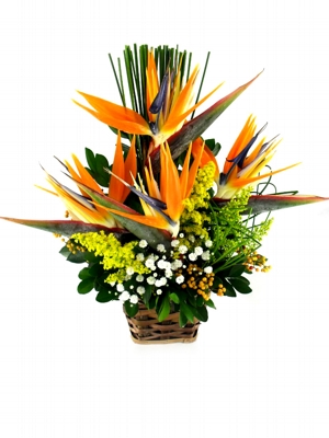 Arranjo de Estrel�cias Tropical 2