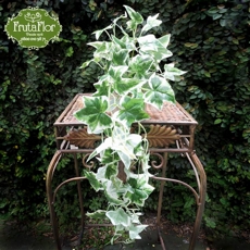 Arranjo Hera Variegata