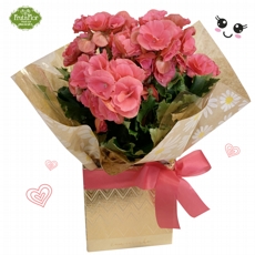 Beg�nia Rosa