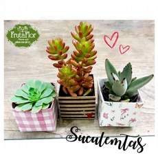 10 Mini Suculentas 
