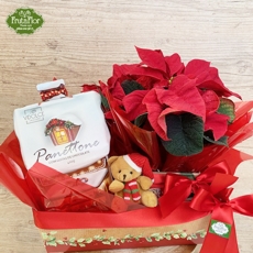 Panettone, Poinsettia e Ursinho 