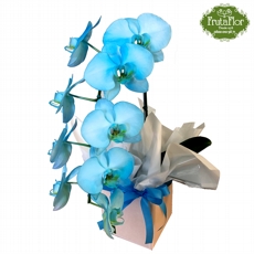 Phaleonopsis Azul 