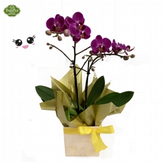 Mini Phaleonopsis Pink