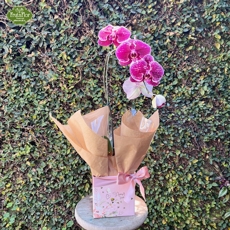Phaleonopsis Colorida 