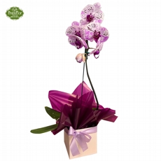 Orquidea Phaleonopsis Pintadinha 