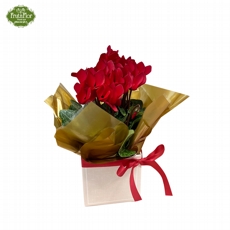 Mini Ciclame Colorido 