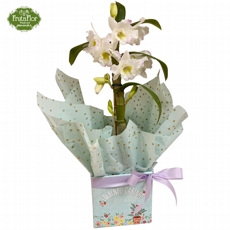 Dendrobium 