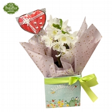 Mini Dendrobium e Biscoito Corao