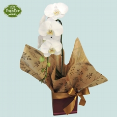 Orqudea Phaleonopsis Cascata Branca