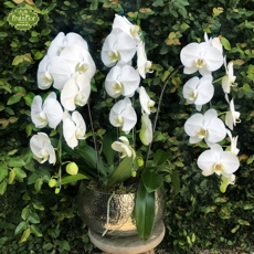 Orqudeas Phalaenopsis Luxo em Pea Prata
